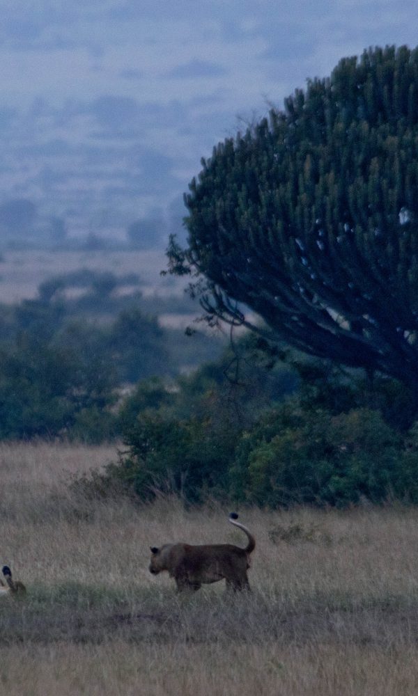 ALL IN AFRICA SAFARIS 35 3 600x1000