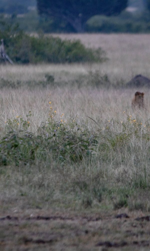 ALL IN AFRICA SAFARIS 37 3 600x1000