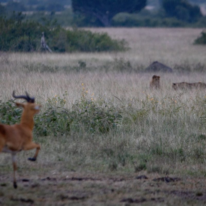 ALL IN AFRICA SAFARIS_37 (3) ALL IN AFRICA SAFARIS_37 (3)