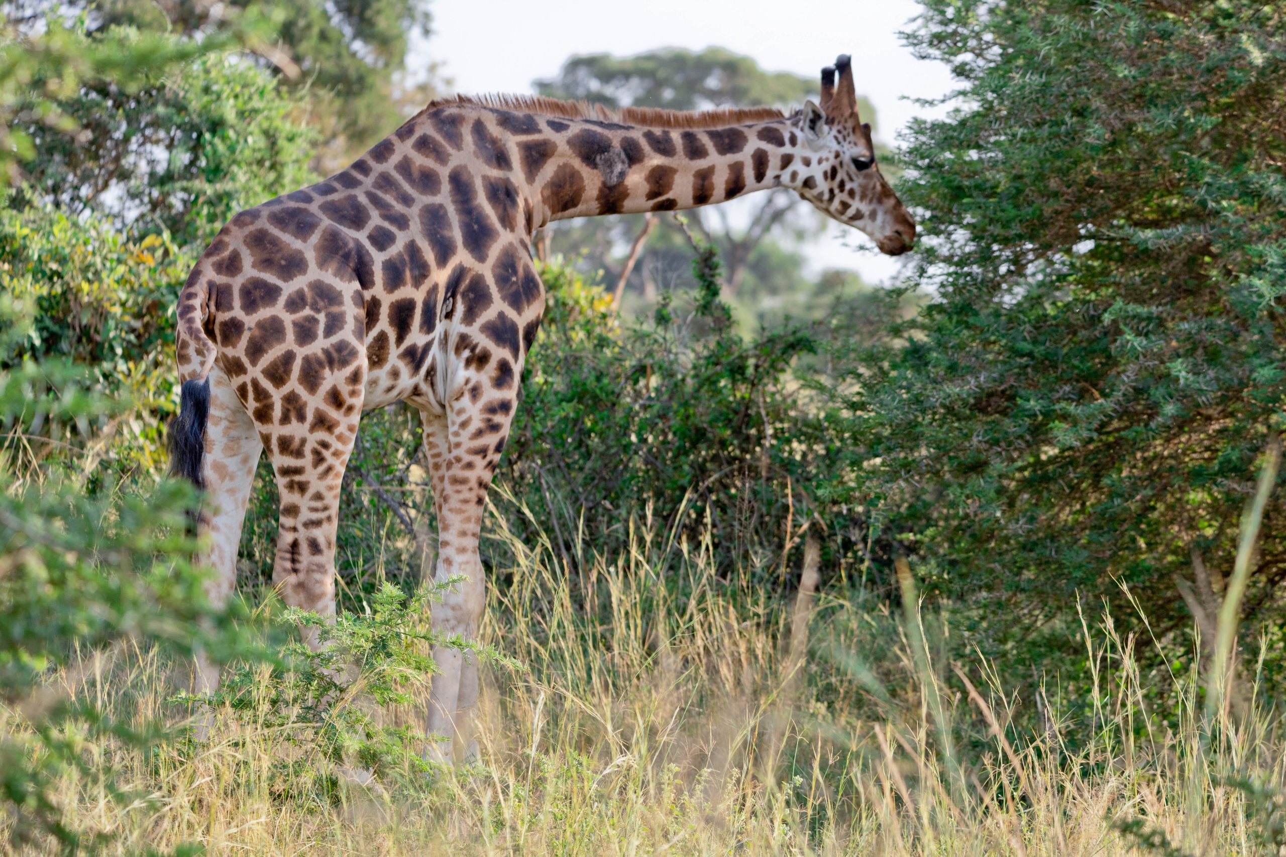 ALL IN AFRICA SAFARIS 4 4 scaled