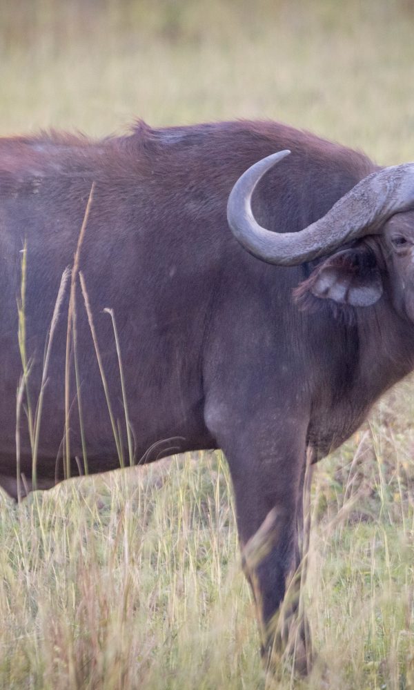 ALL IN AFRICA SAFARIS 49 3 600x1000
