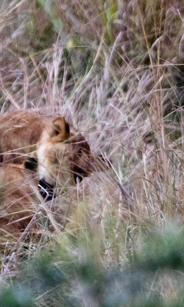 ALL IN AFRICA SAFARIS 59 3 600x1000