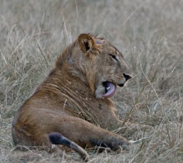 ALL IN AFRICA SAFARIS 6 360x320
