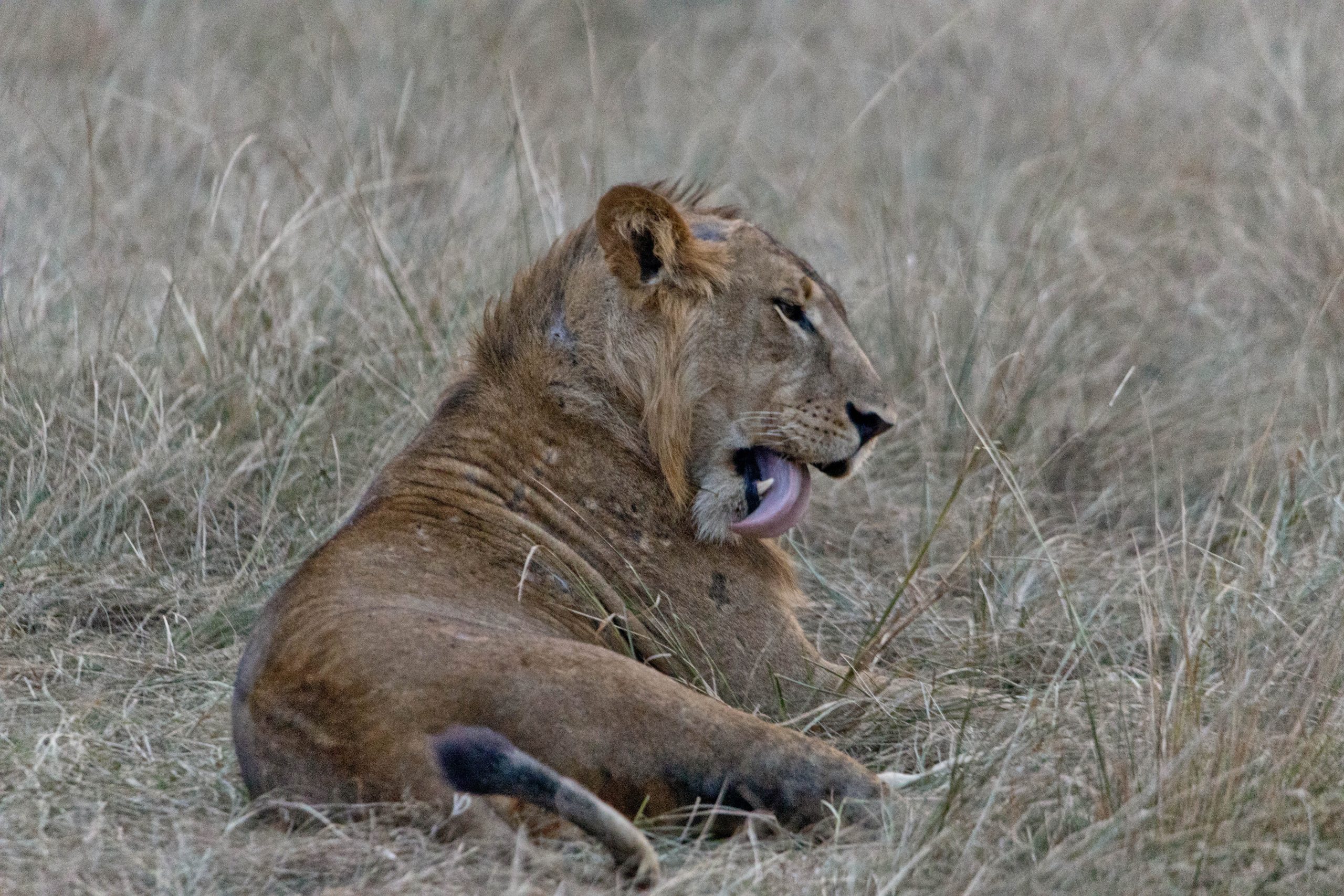 ALL IN AFRICA SAFARIS 6 scaled