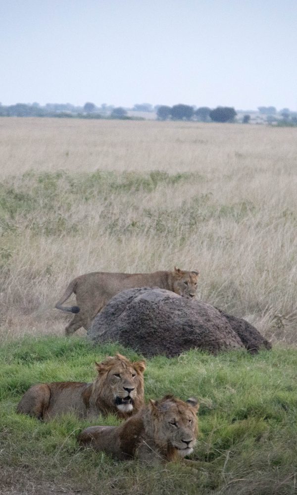 ALL IN AFRICA SAFARIS 62 2 600x1000
