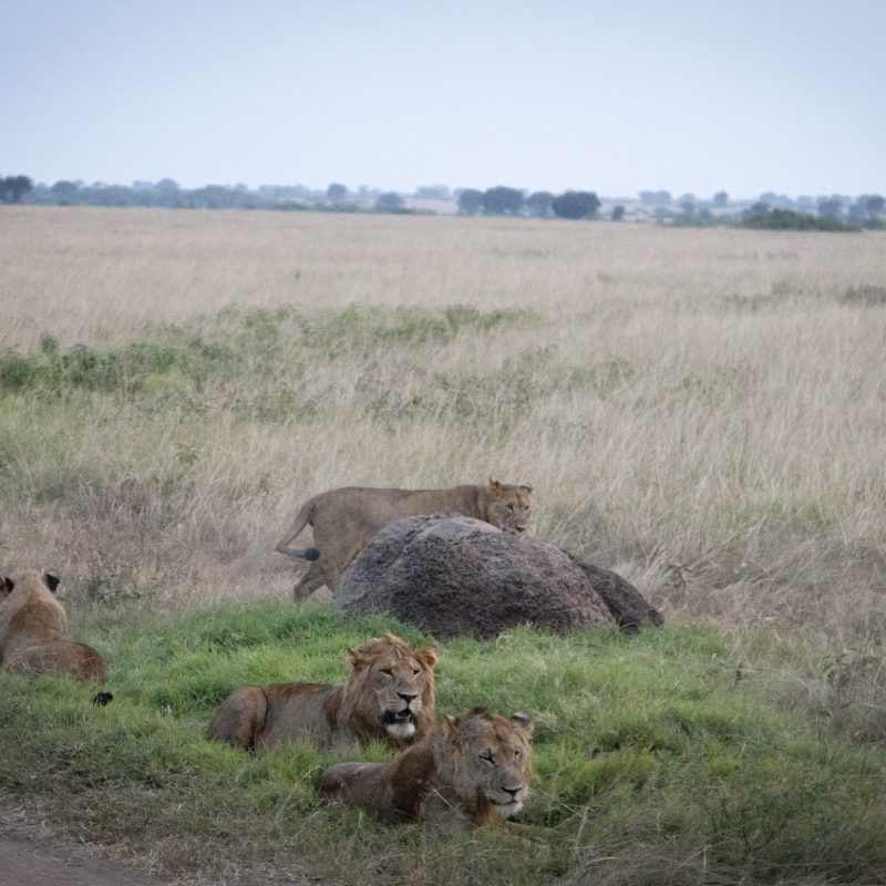 ALL IN AFRICA SAFARIS_62 (2) ALL IN AFRICA SAFARIS_62 (2)