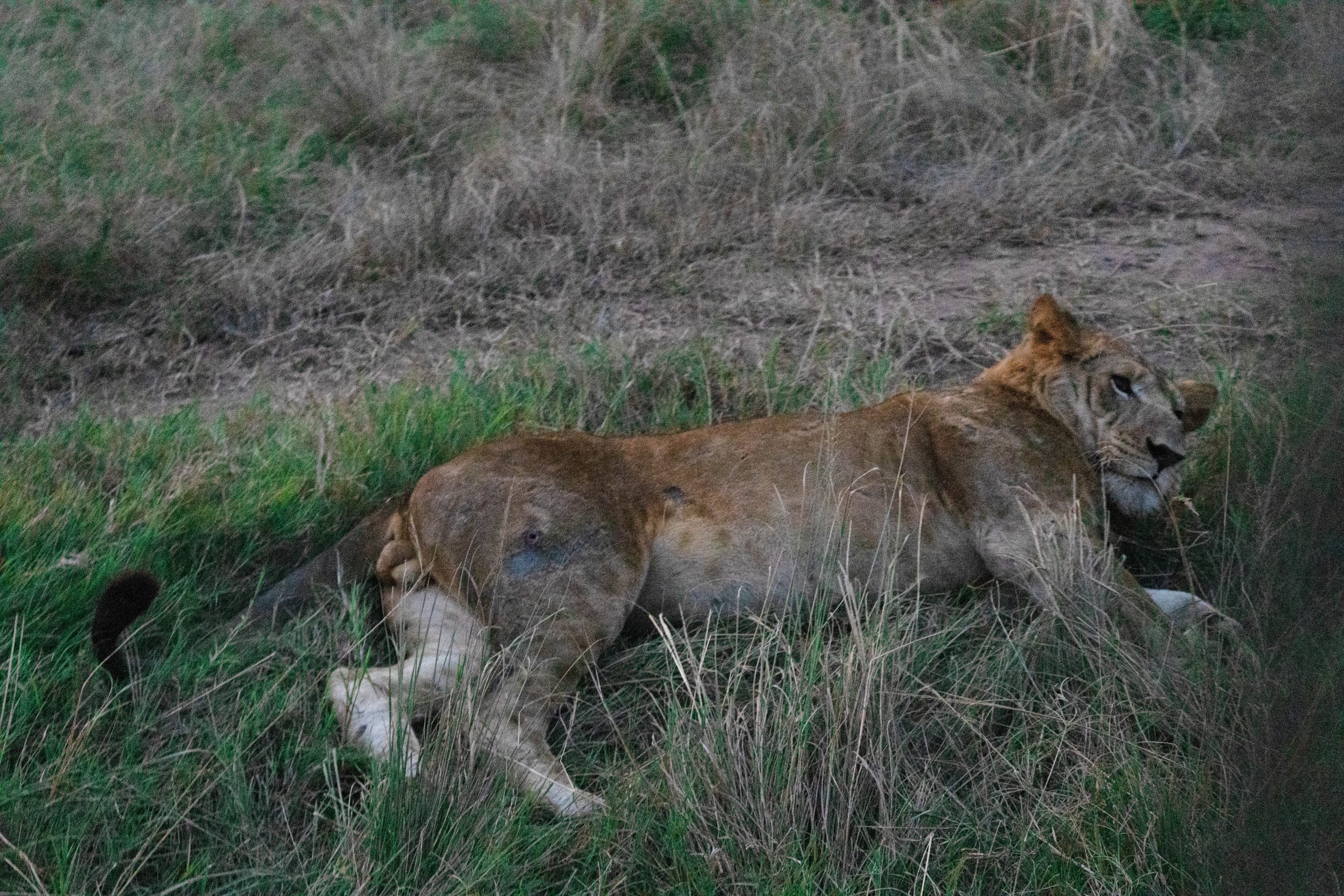 ALL IN AFRICA SAFARIS 73 2 scaled