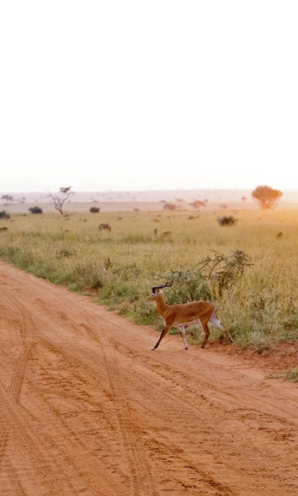 ALL IN AFRICA SAFARIS 74 3 600x1000