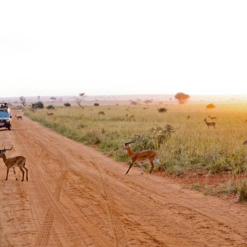 ALL IN AFRICA SAFARIS_74 (3) ALL IN AFRICA SAFARIS_74 (3)
