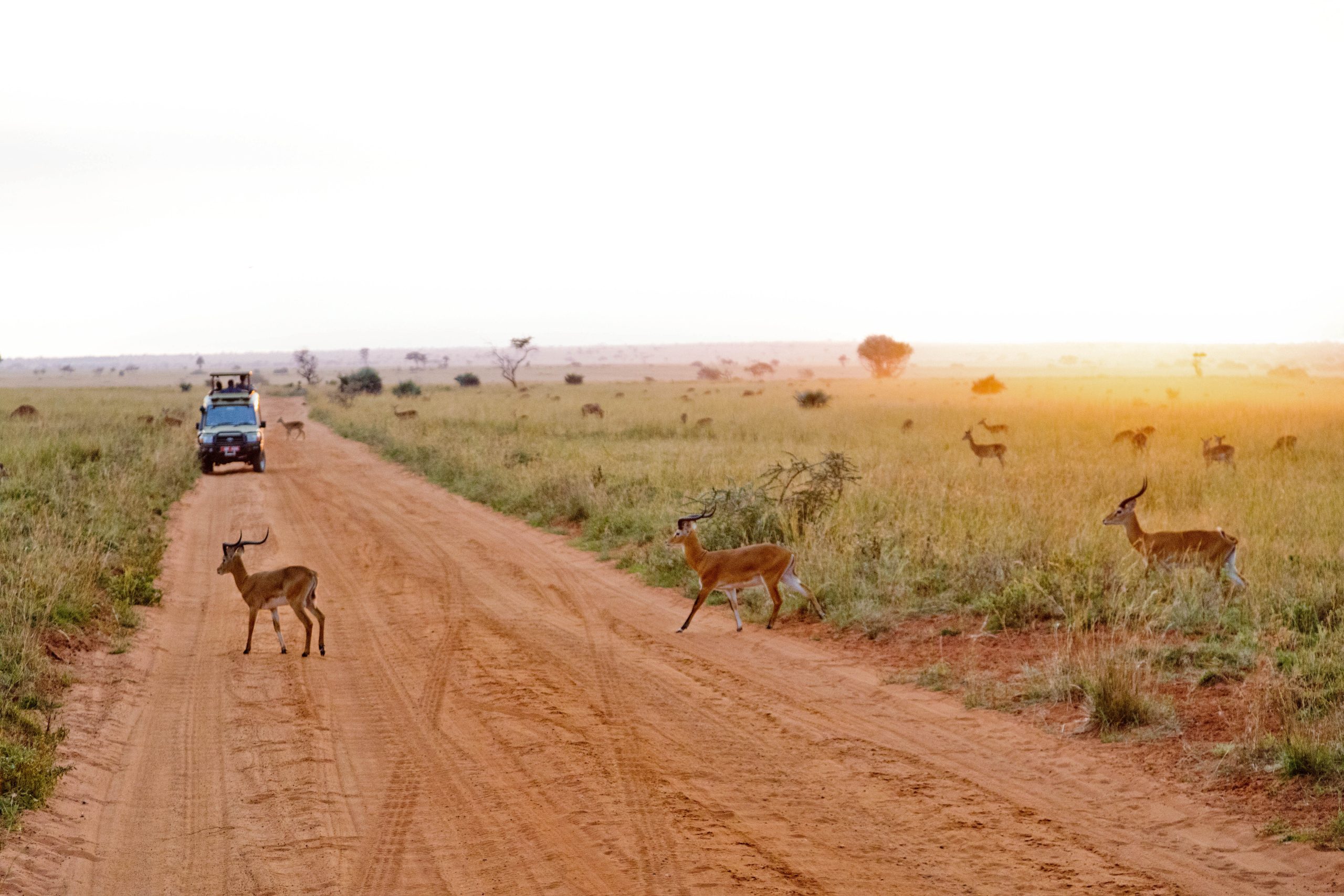 ALL IN AFRICA SAFARIS 74 3 scaled