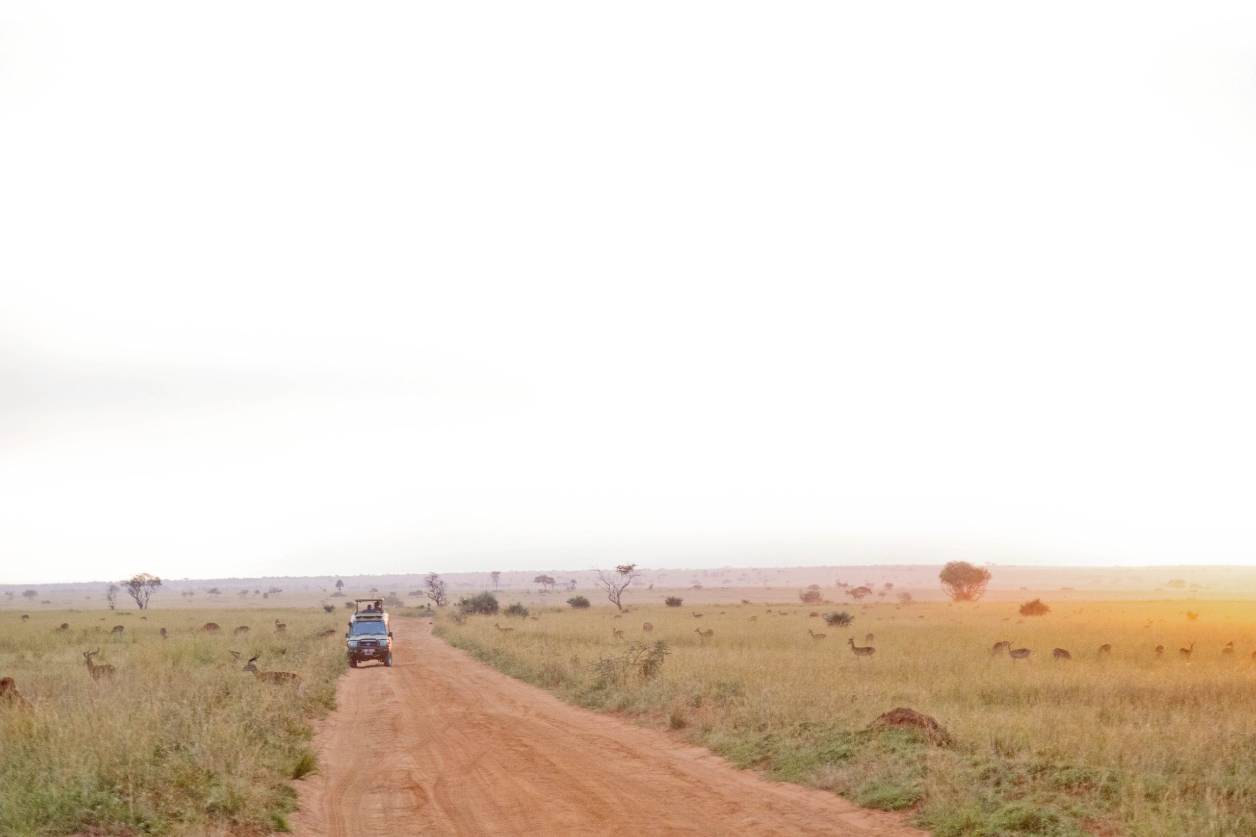 ALL IN AFRICA SAFARIS 76 3 1 scaled
