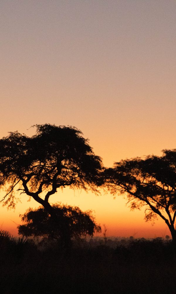 ALL IN AFRICA SAFARIS 77 2 600x1000