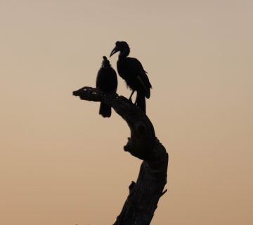 ALL IN AFRICA SAFARIS 78 2 1 360x320