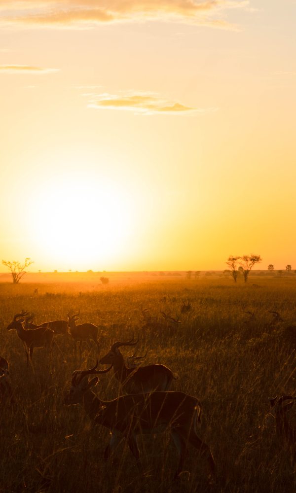 ALL IN AFRICA SAFARIS 86 2 600x1000