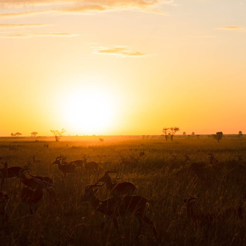 ALL IN AFRICA SAFARIS_86 (2)