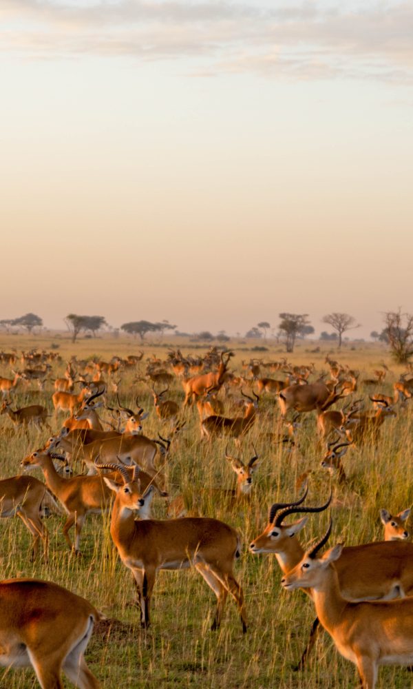 ALL IN AFRICA SAFARIS 87 2 600x1000