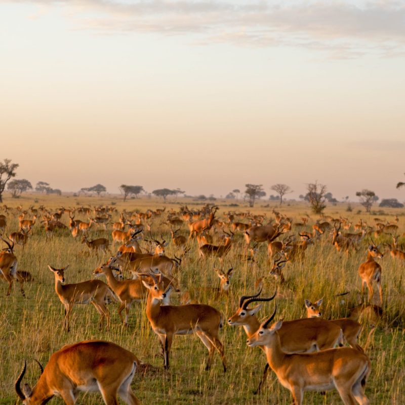 ALL IN AFRICA SAFARIS_87 (2) ALL IN AFRICA SAFARIS_87 (2)