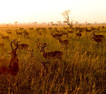 ALL IN AFRICA SAFARIS 92 2 1 360x320