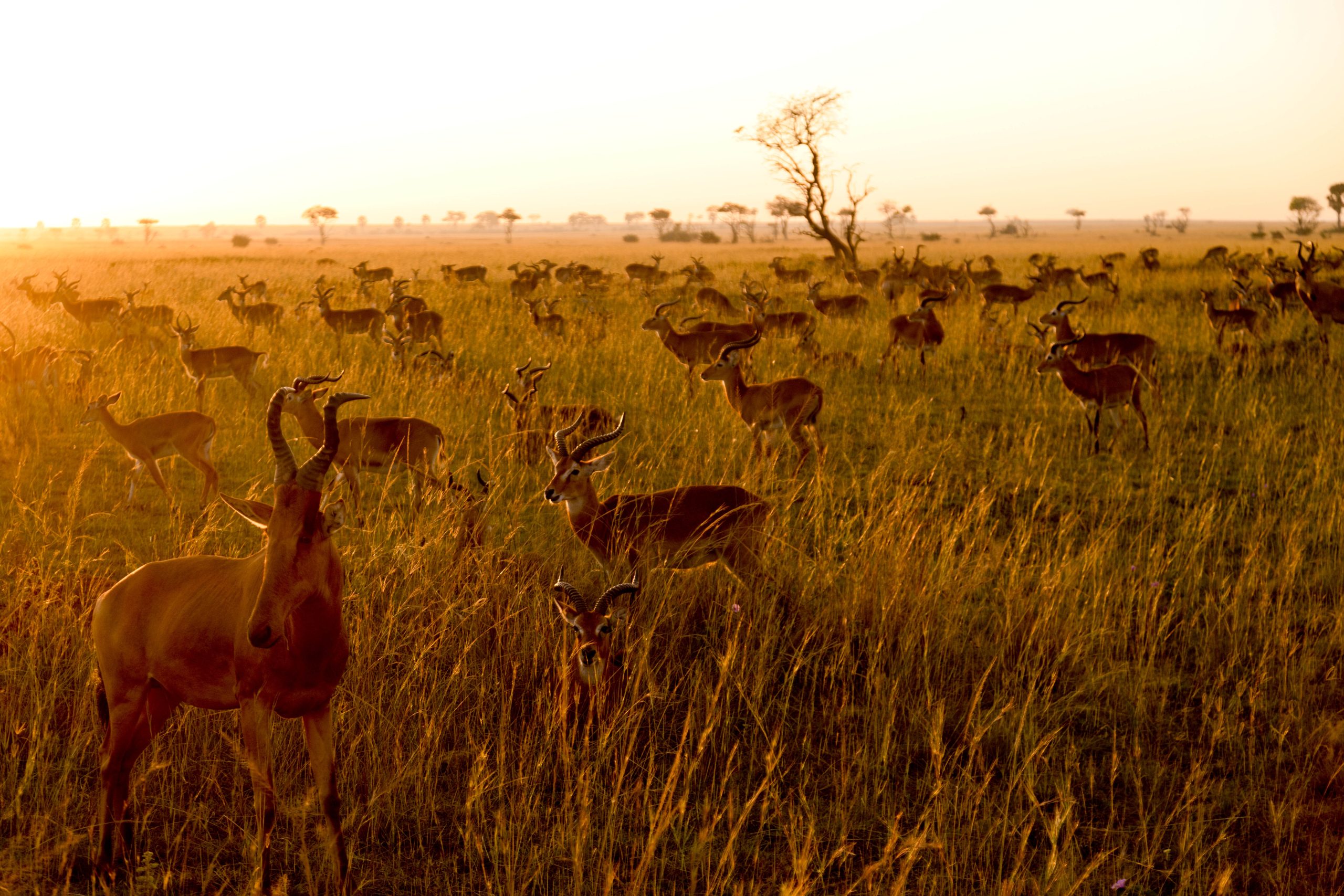 ALL IN AFRICA SAFARIS 92 2 1 scaled