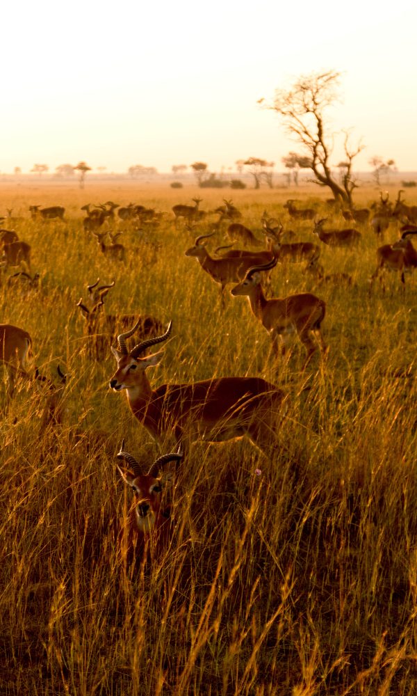 ALL IN AFRICA SAFARIS 92 2 600x1000