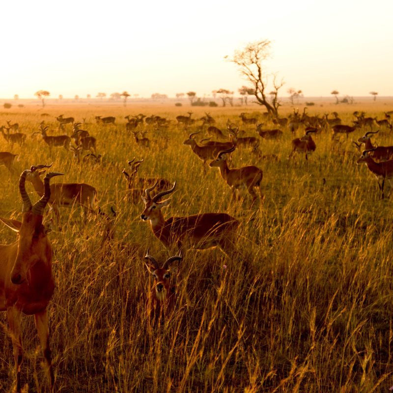ALL IN AFRICA SAFARIS_92 (2)