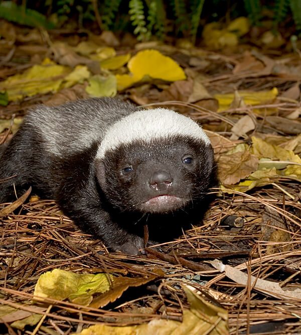 Aardvarks, Honey Badgers and Other Nocturnal Stars