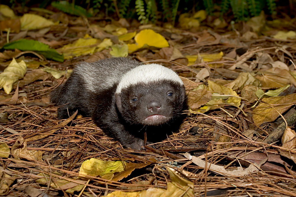 Aardvarks, Honey Badgers and Other Nocturnal Stars