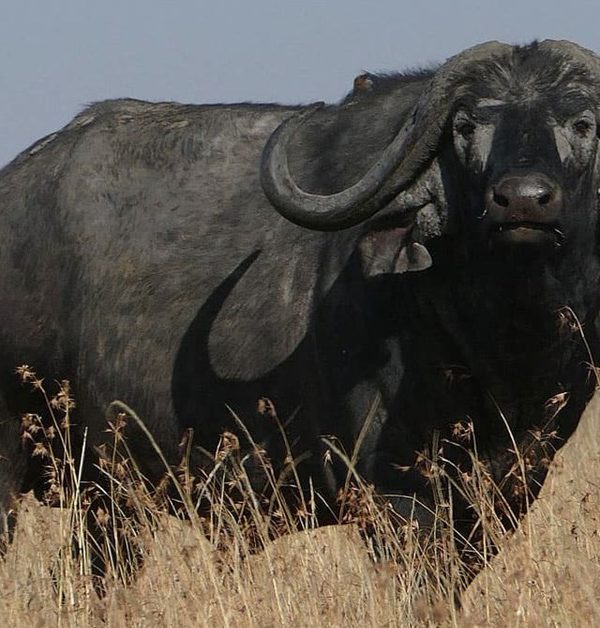 African Buffalo: Why Hunters Called Them 'Black Death'