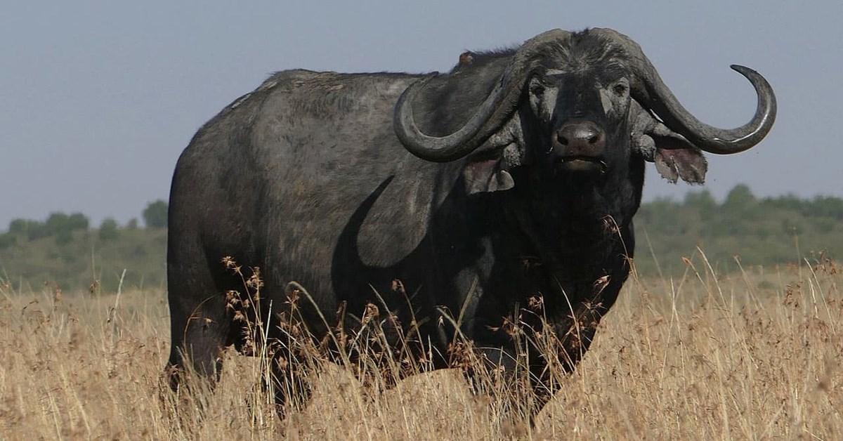 African Buffalo: Why Hunters Called Them 'Black Death'