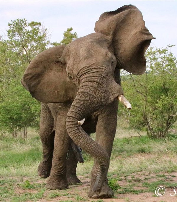 African Elephant Behaviour: Reading Ears, Trunks and Tempers