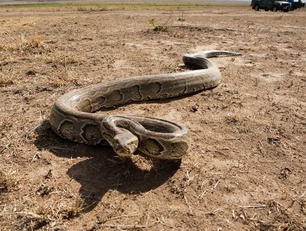 African Rock Pythons and the Snakes You Might Meet on Safari