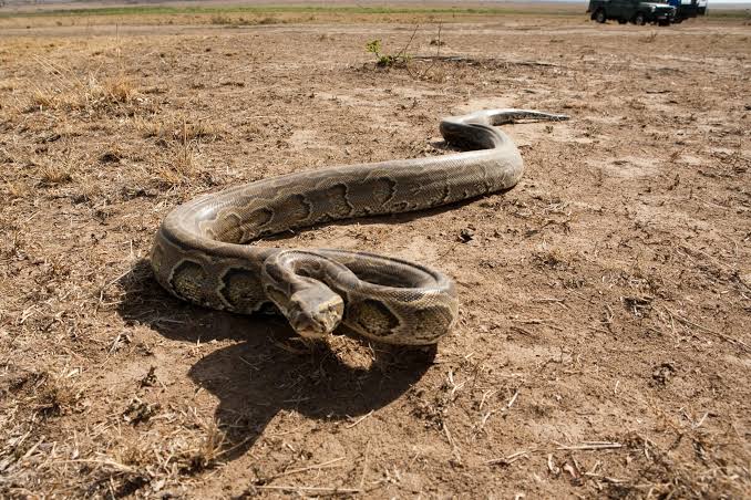 African Rock Pythons and the Snakes You Might Meet on Safari