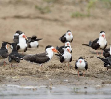African Skimmers on the Nile Near Murchison