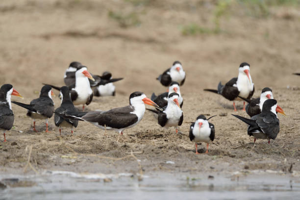African Skimmers on the Nile Near Murchison