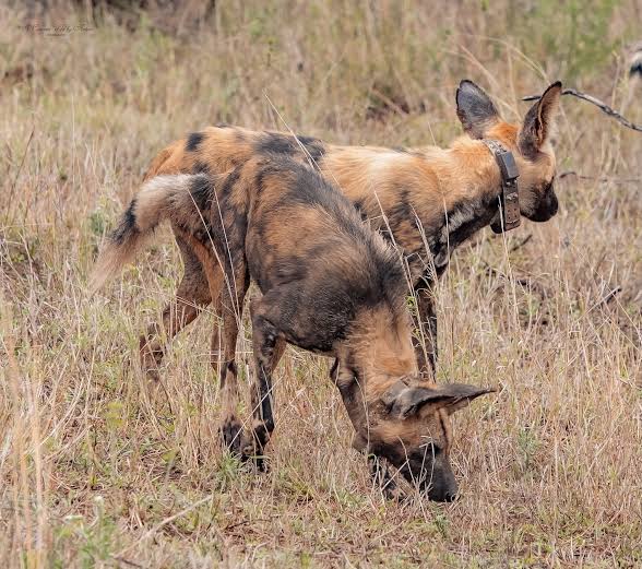 African Wild Dogs Decide When to Hunt by Sneezing