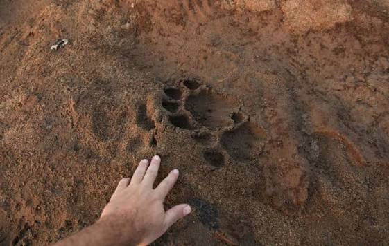 Animal Tracks and Signs: How Guides Read the Ground
