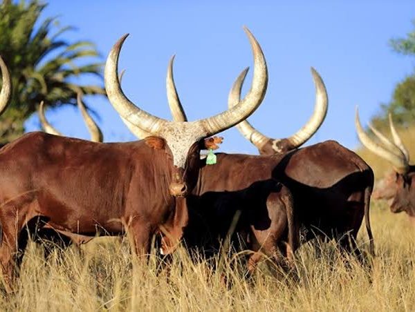 Ankole Longhorn Cattle and the Banyankole Way of Life