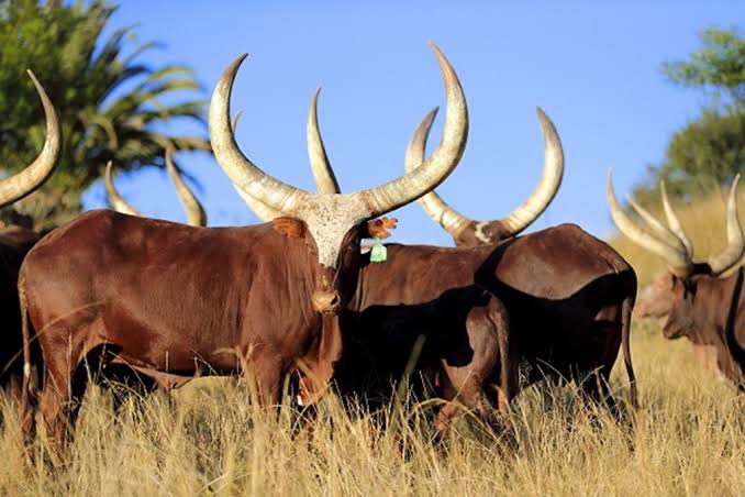 Ankole Longhorn Cattle and the Banyankole Way of Life