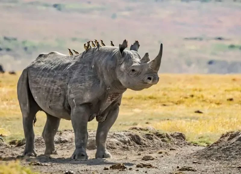 Anti-Poaching Efforts and Their Role in Bird Conservation How Anti-Poaching Rangers Protect Uganda's Wildlife