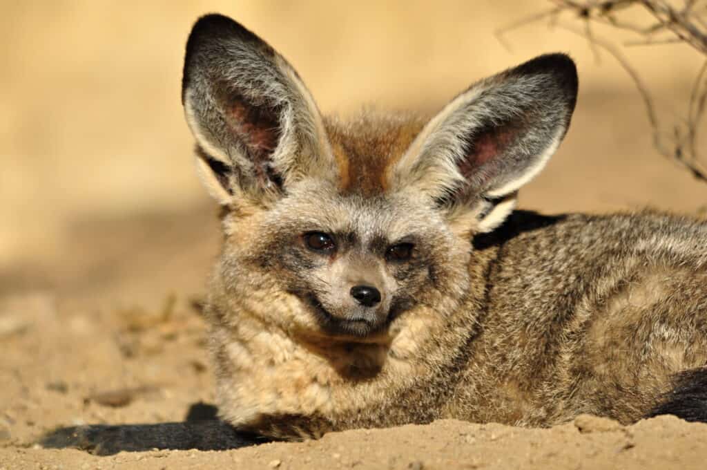 Bat Eared Foxes on the Serengeti Plains: What Their Ears Do