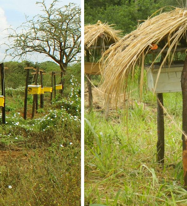 Beehive Fences: How Bees Keep Elephants Out of Farms