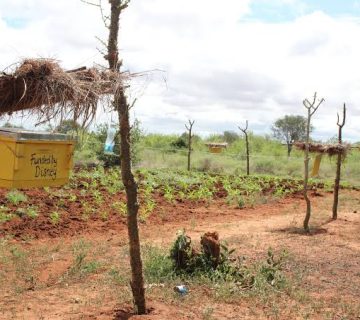 Beehive Fences Against Elephants: A Low Cost Method Used in East Africa