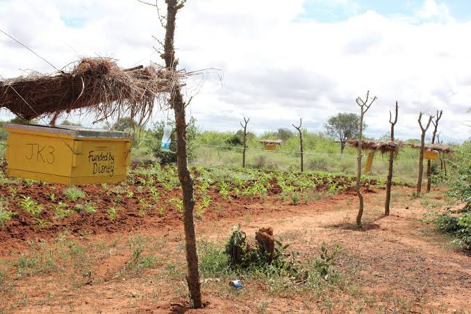 Beehive Fences Against Elephants: A Low Cost Method Used in East Africa