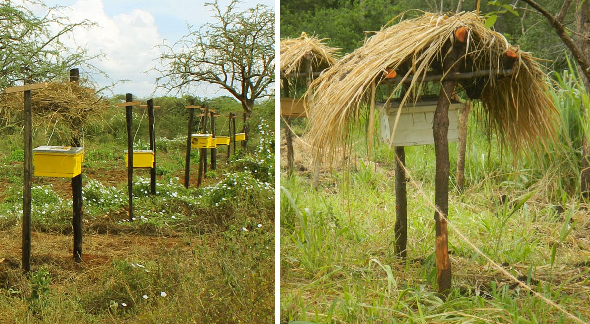 Beehive Fences: How Bees Keep Elephants Out of Farms