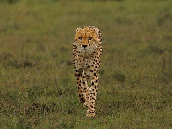Best Camera Settings for Safari Game Drives