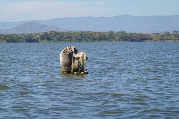 Bilharzia in East African Lakes: Where Swimming Is Unsafe