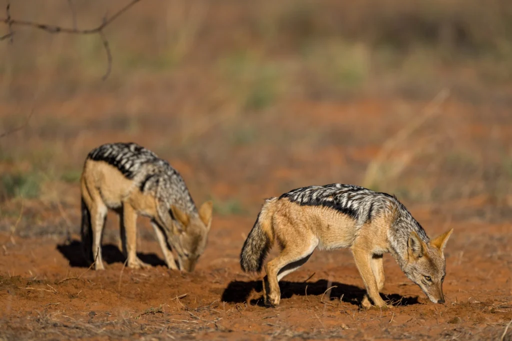 Black Backed Jackals: Small Predators Worth Watching