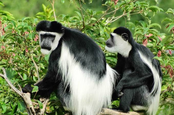 L'Hoest's Monkeys in Bwindi: Where and When to Look