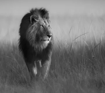 Black and White Safari Photography: Subjects That Work Best