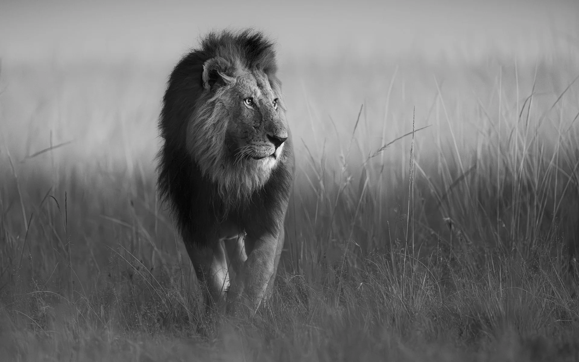 Black and White Safari Photography: Subjects That Work Best